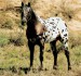 appaloosa.jpg